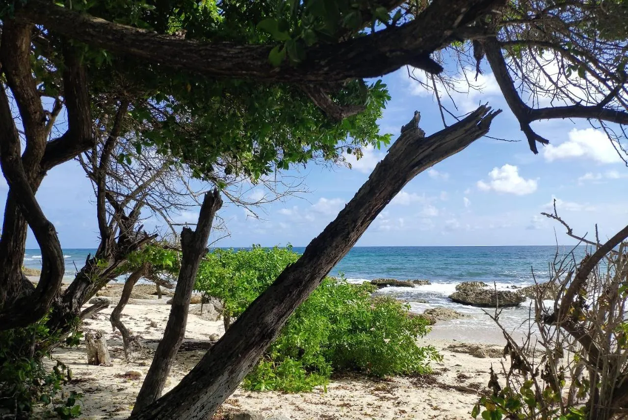 Tee Coco Marine Apartment Saint-Francois  0*, Saint-Francois (Grande-Terre) Guadeloupe